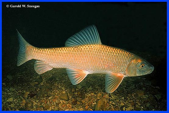 image of Golden Redhorse