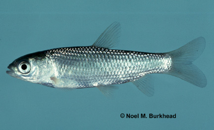 image of Grass Carp