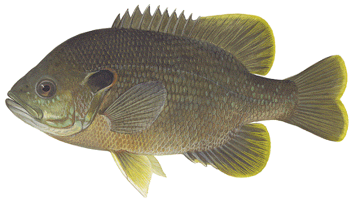 image of Green Sunfish