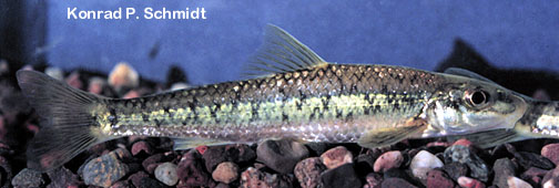 image of Gravel Chub