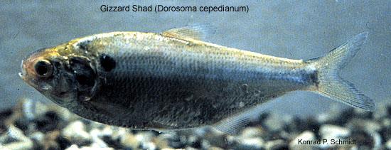 image of Gizzard Shad