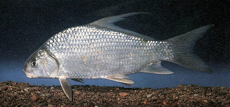 image of Highfin carpsucker