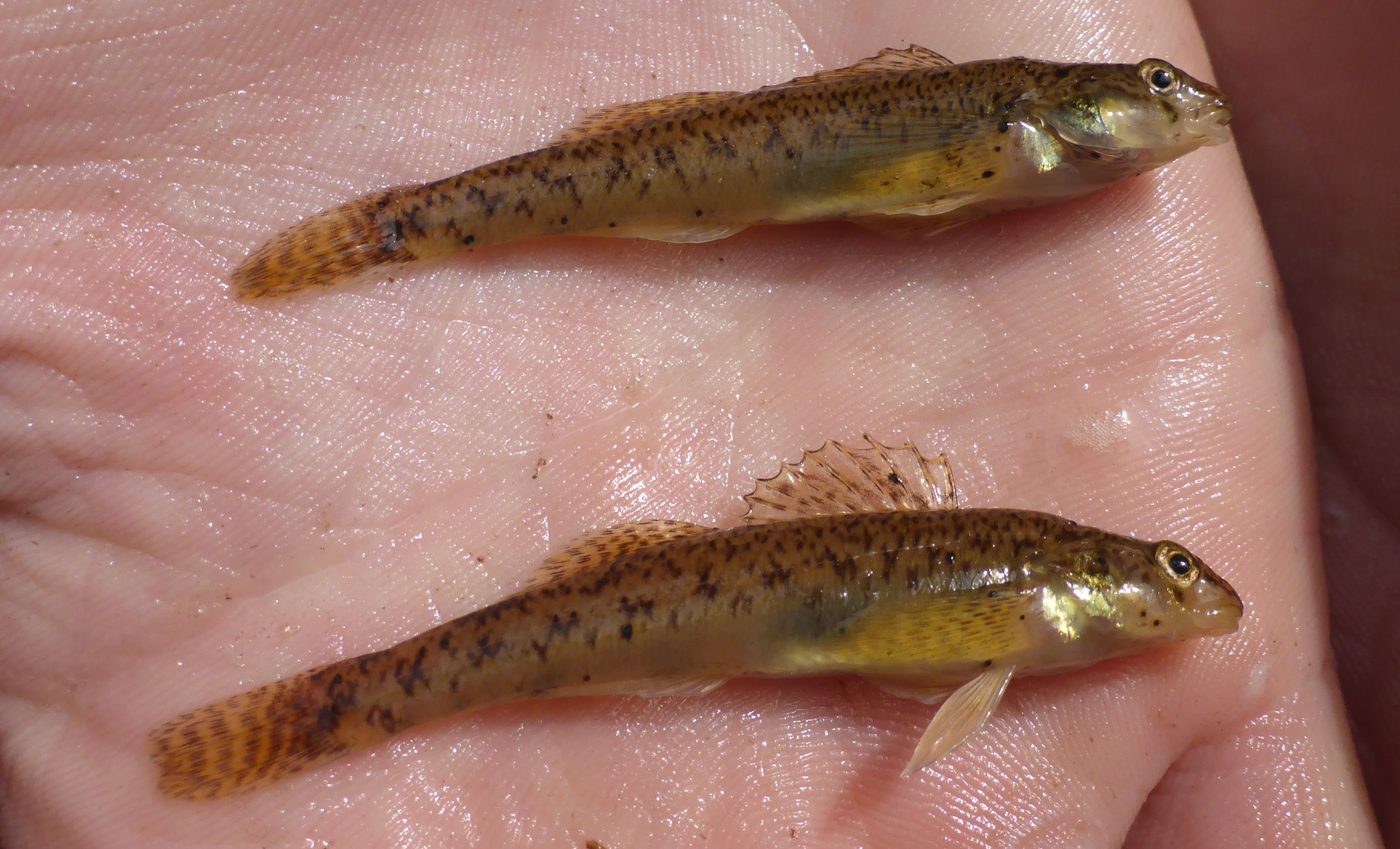 image of Johnny darter