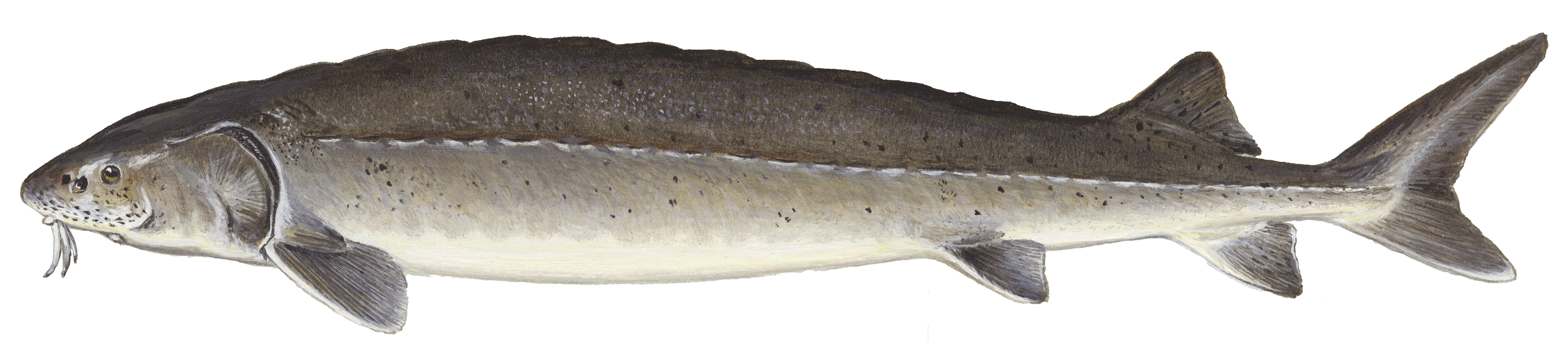 image of Lake Sturgeon