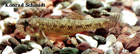 image of Least darter