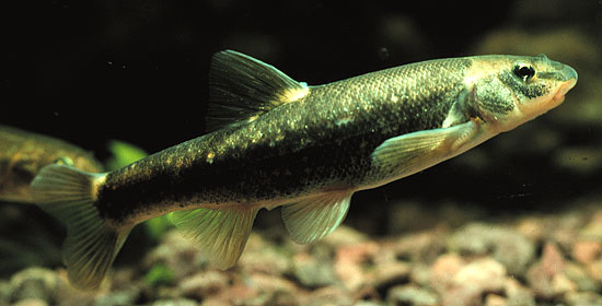 image of Longnose dace