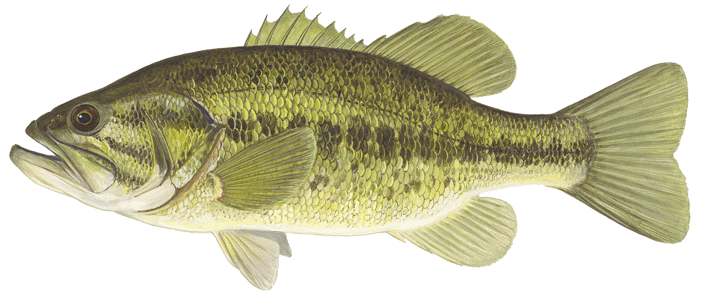 image of Largemouth Bass