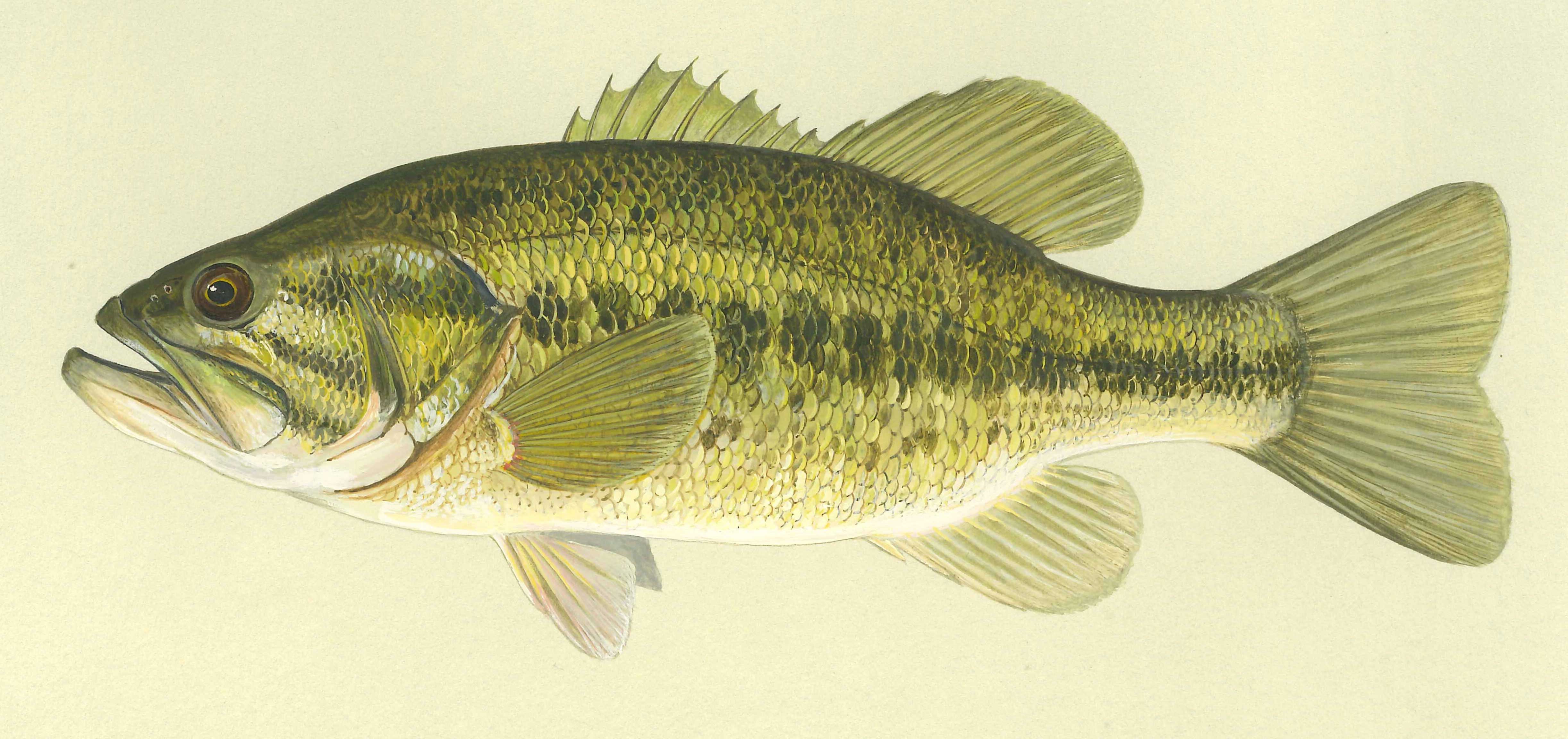 Largemouth Bass