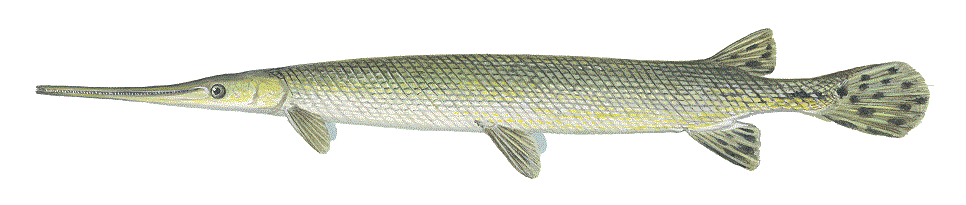 image of Longnose Gar