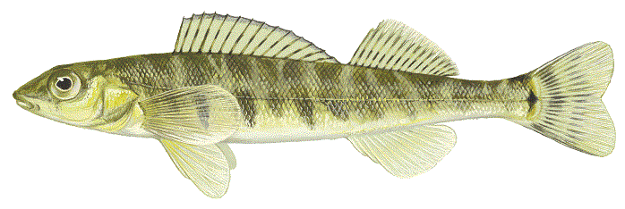 image of Northern Logperch