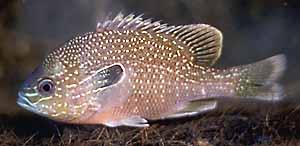 image of Longear Sunfish