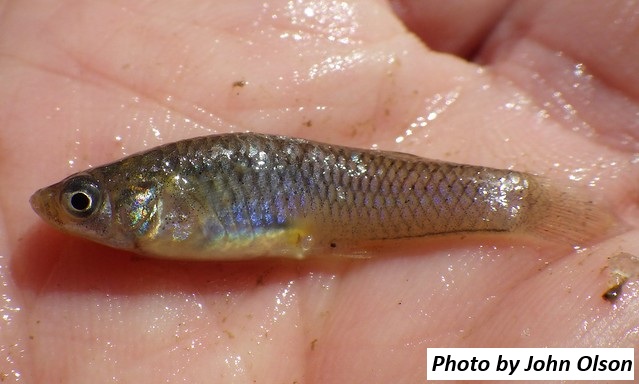 image of Mosquitofish