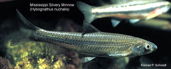 image of Mississippi Silvery Minnow