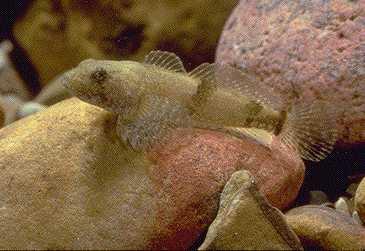 image of Mottled sculpin