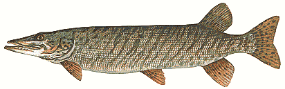 image of Muskellunge