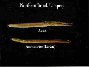 image of Northern brook lamprey