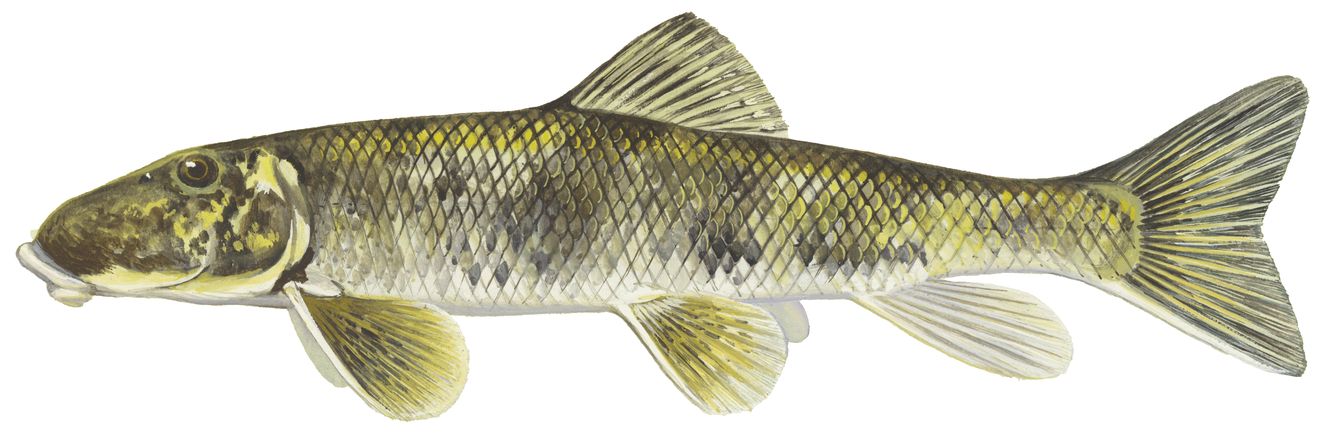 image of Northern hog sucker