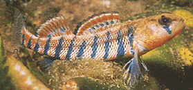 image of Orangethroat darter