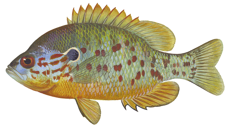 image of Orangespotted sunfish