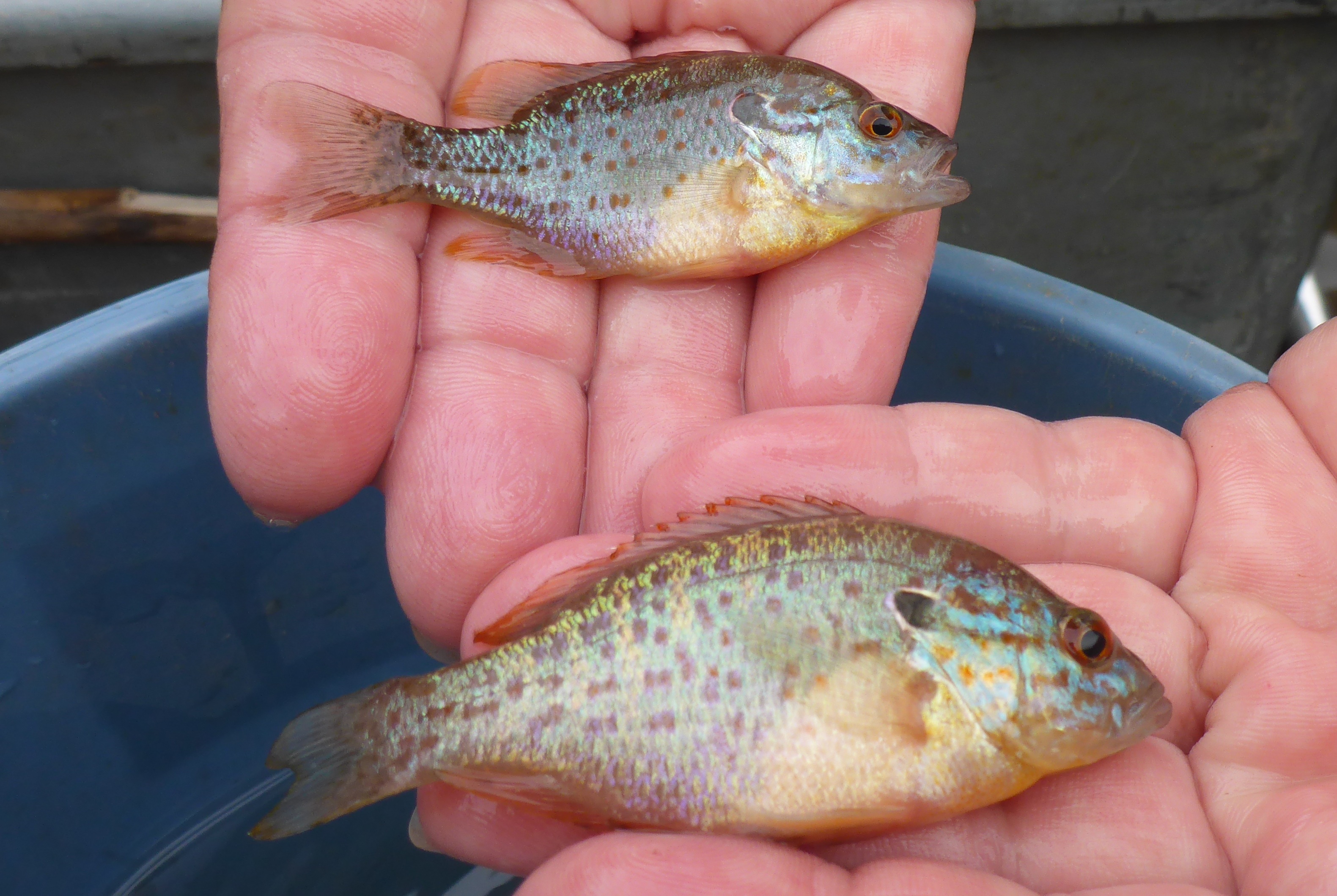 image of Orangespotted sunfish