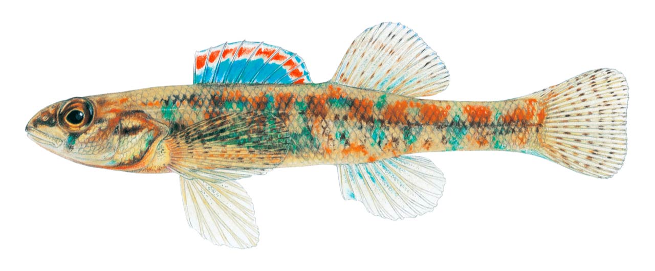 image of Iowa darter