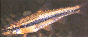 image of Ozark minnow