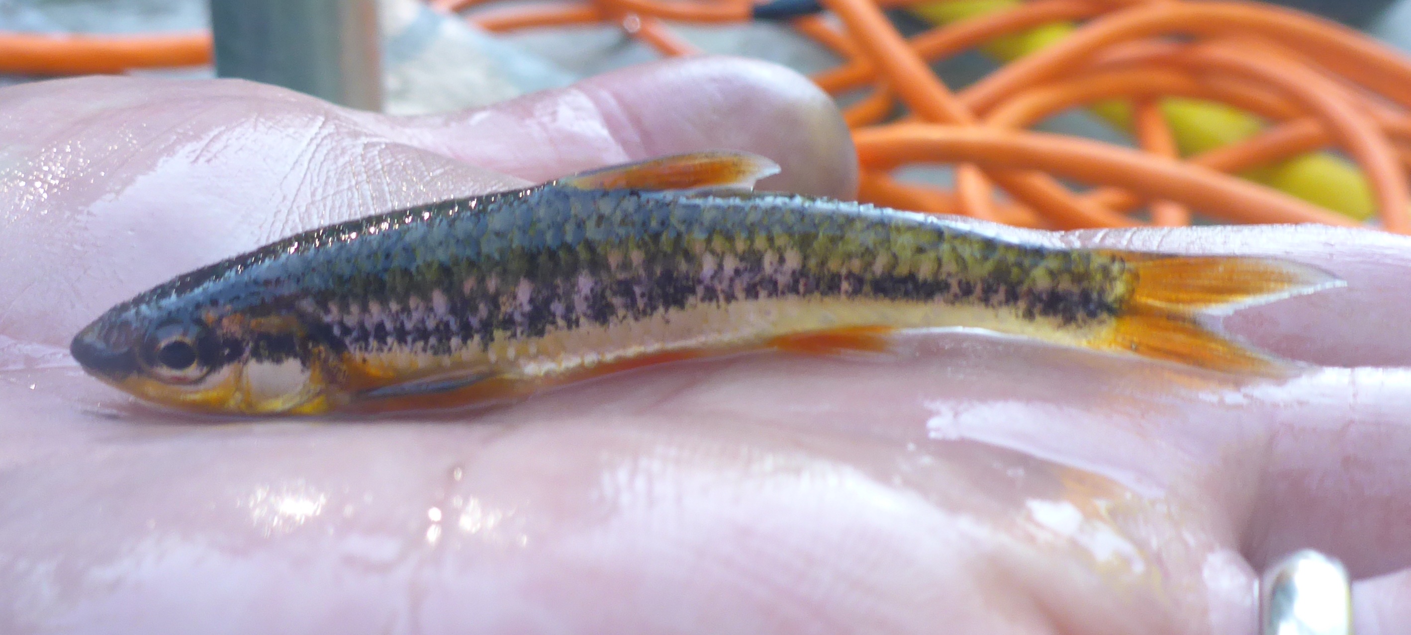 image of Ozark minnow