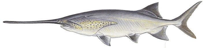 image of Paddlefish