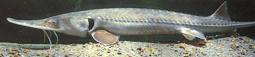 image of Pallid sturgeon