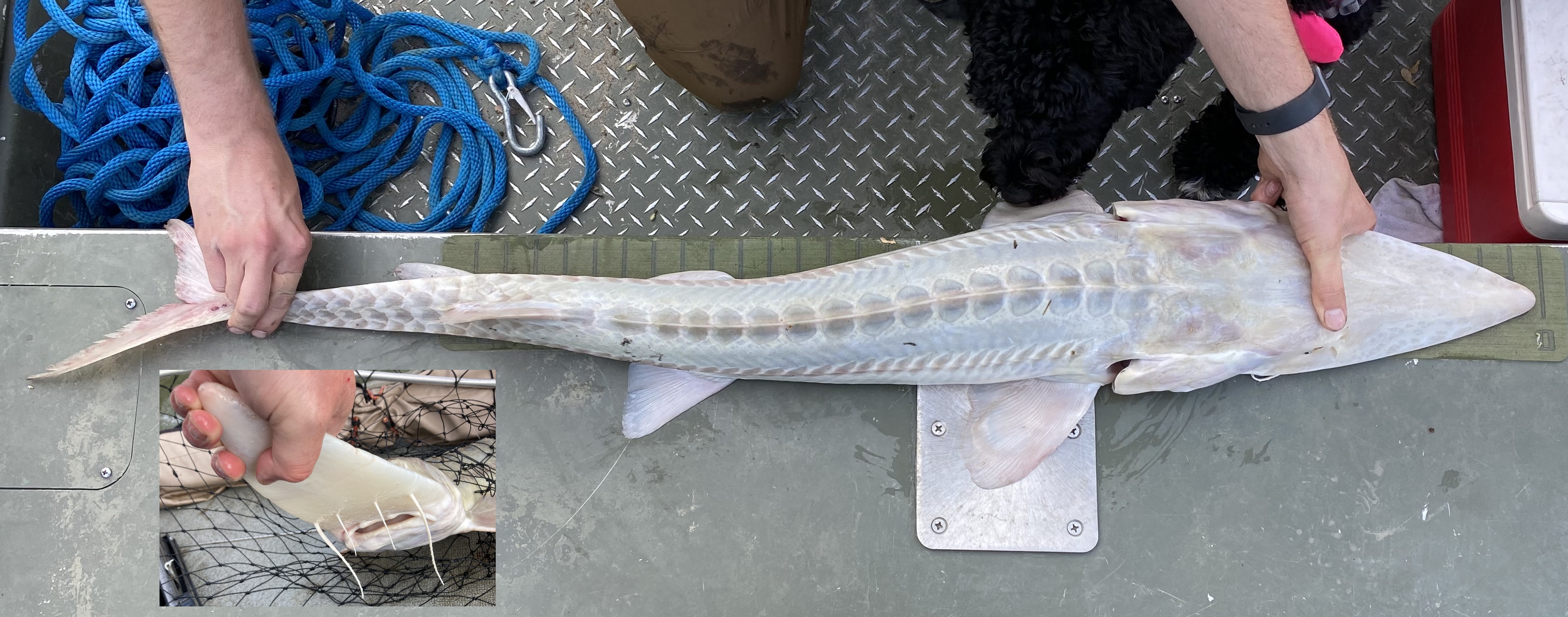 image of Pallid Sturgeon