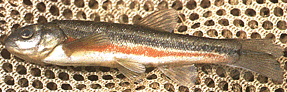 image of Pearl Dace