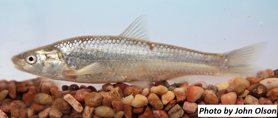 image of Plains Minnow