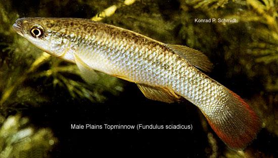 image of Plains Topminnow