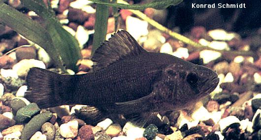 image of Pirate Perch