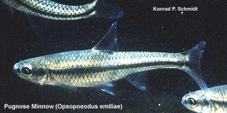 image of Pugnose Minnow