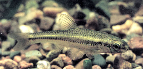 image of Pugnose Shiner