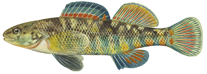 image of Rainbow Darter