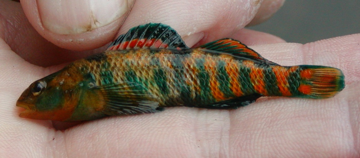image of Rainbow Darter