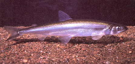 image of Rainbow Smelt