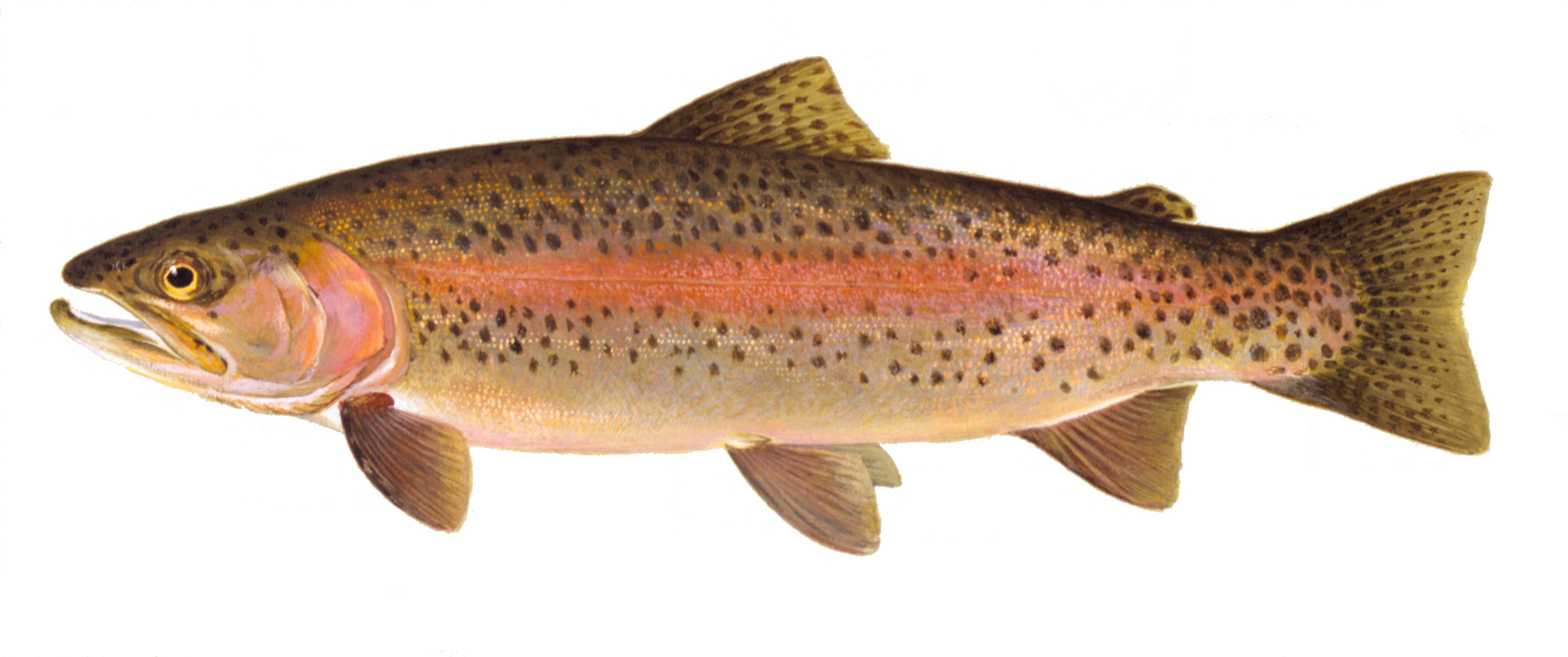 image of Rainbow Trout