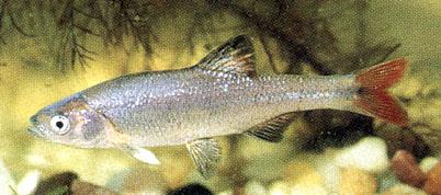 image of Redfin shiner