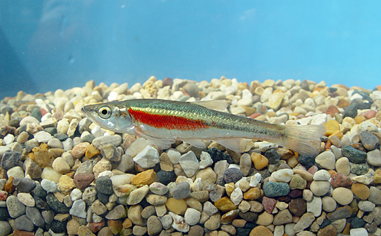 image of Redside Dace