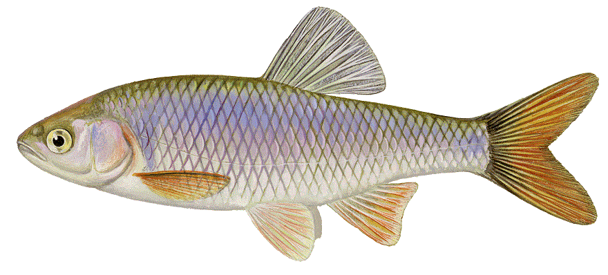 image of Red shiner