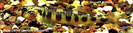 image of River Darter