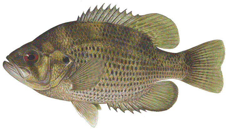 image of Rock Bass