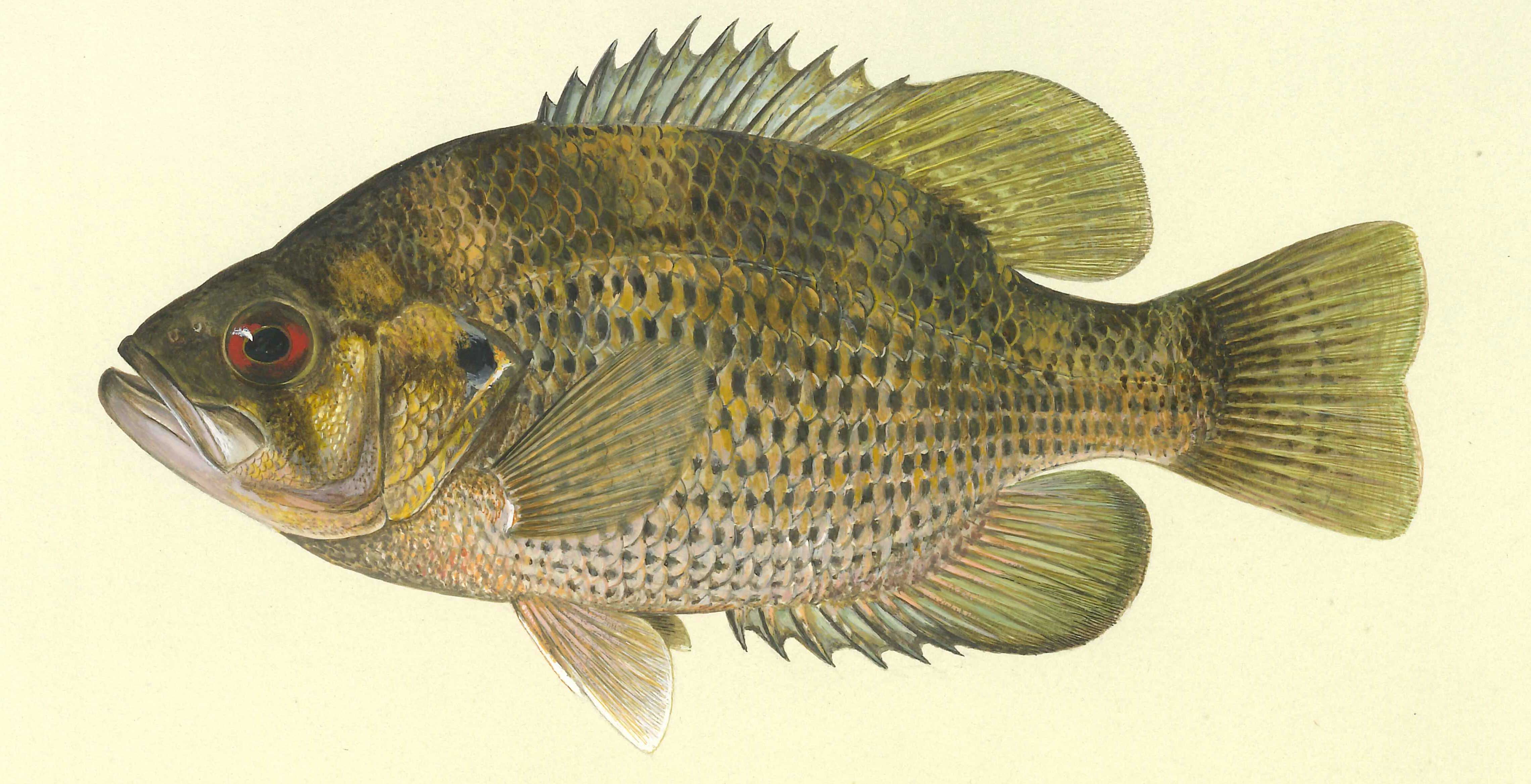 Rock Bass