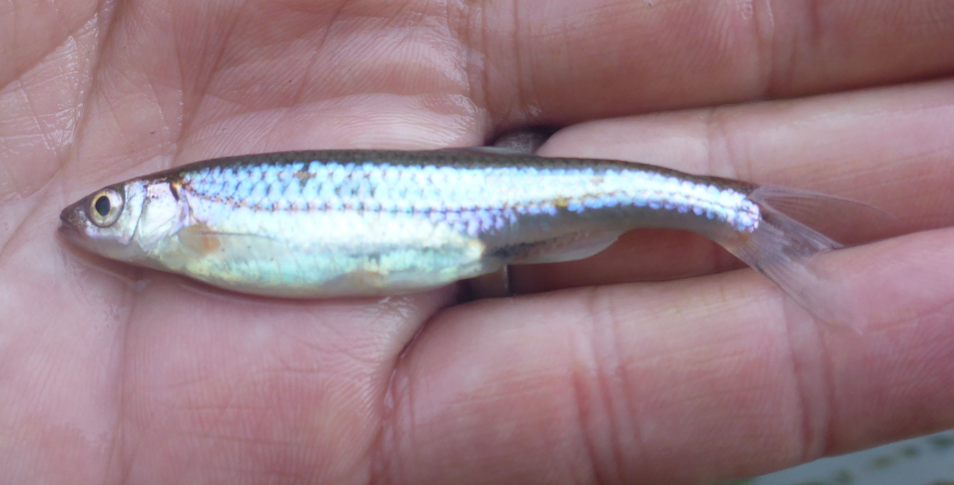 image of Roseyface Shiner