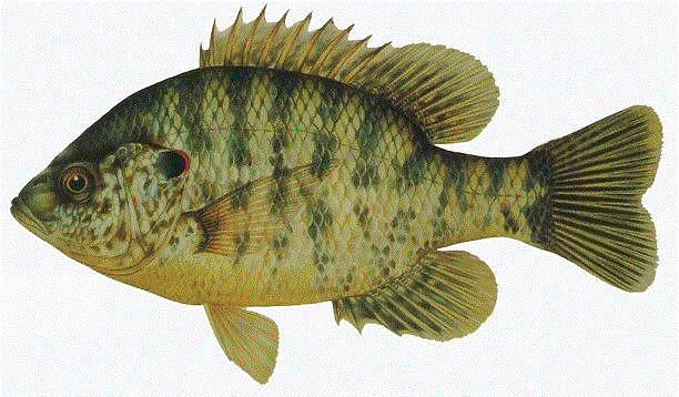 image of Redear Sunfish