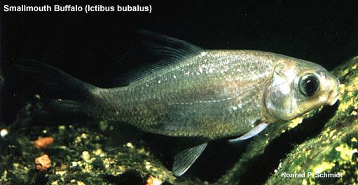 image of Smallmouth Buffalo