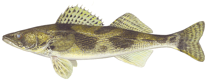 image of Sauger